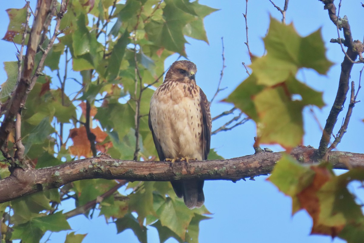 Red-shouldered Hawk - ML624118547