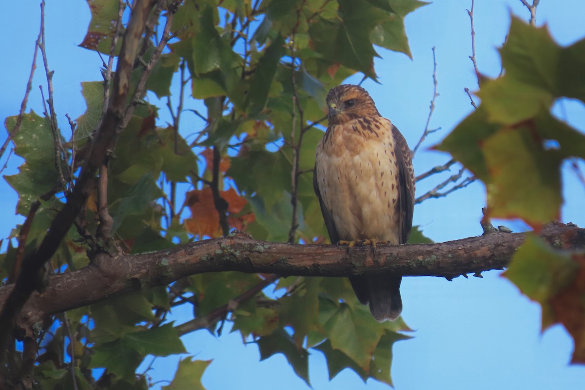 Red-shouldered Hawk - ML624118548