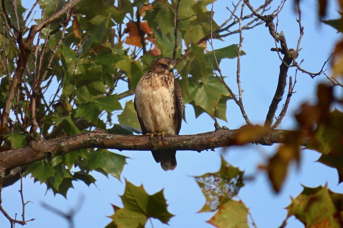 Red-shouldered Hawk - ML624118550