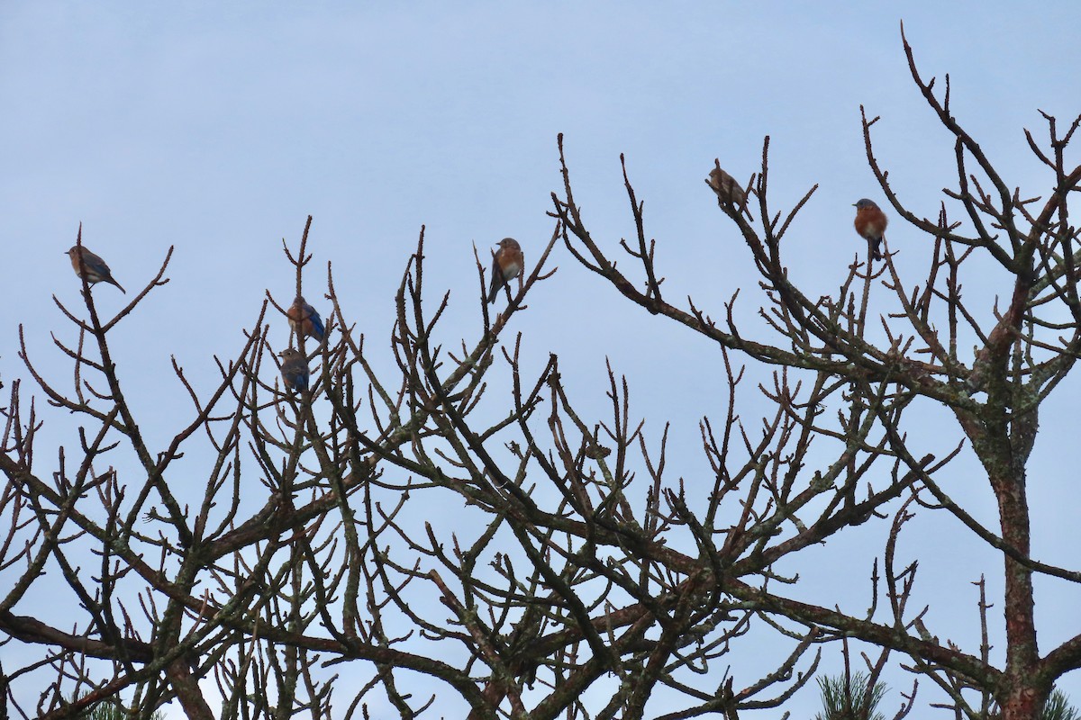 Eastern Bluebird - ML624118566