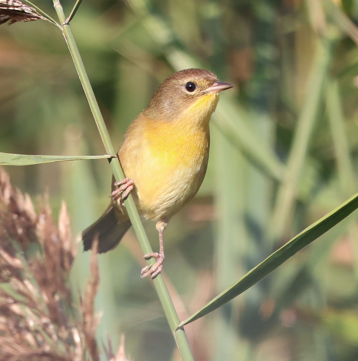 Common Yellowthroat - ML624118608