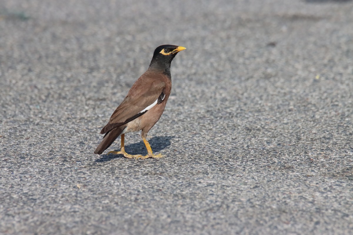 Common Myna - Nikos Theofanous