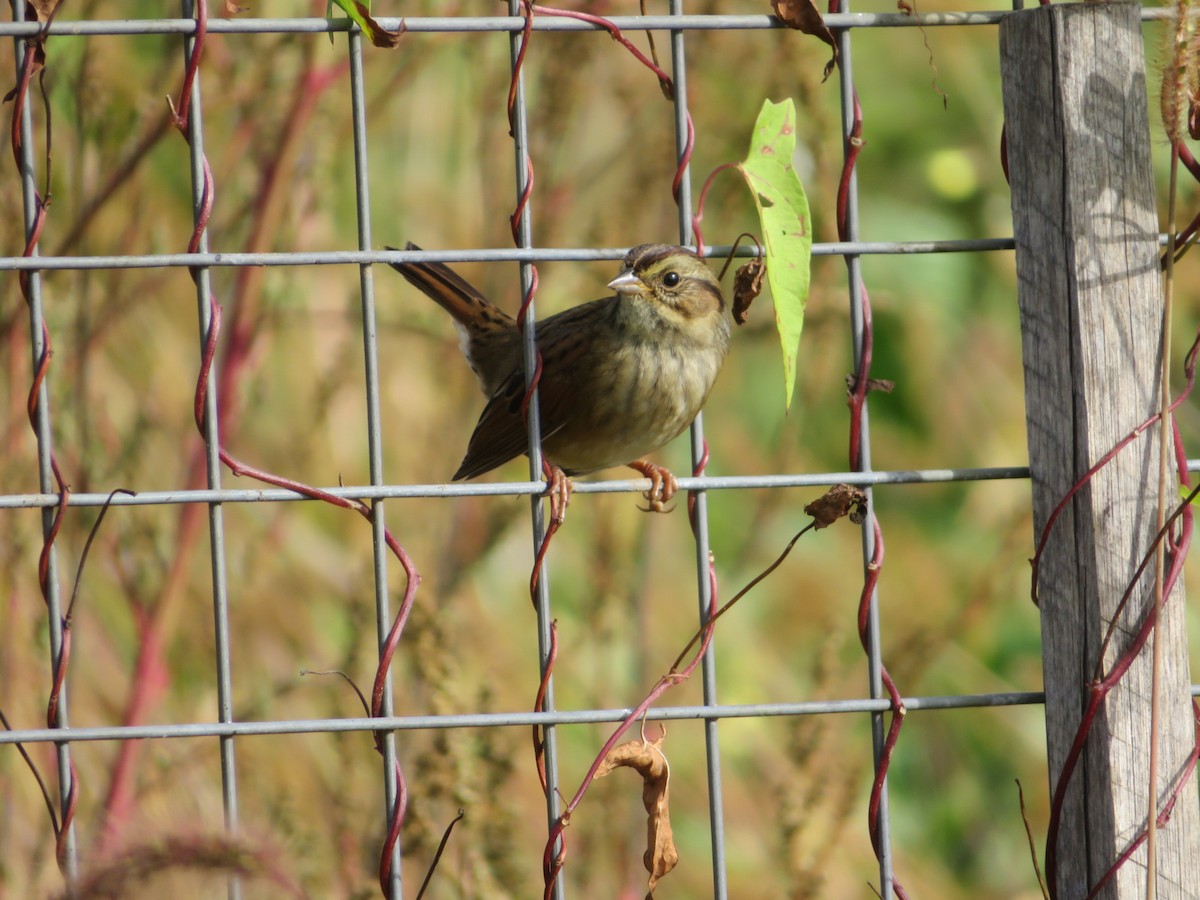 Swamp Sparrow - ML624118734