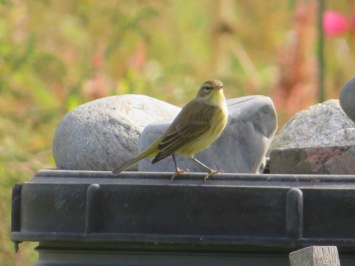 Palm Warbler - ML624118744