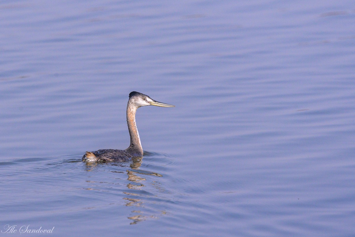 Great Grebe - ML624118792