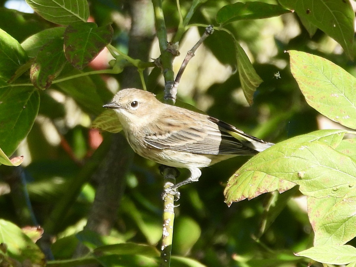 lesňáček žlutoskvrnný (ssp. coronata) - ML624118807