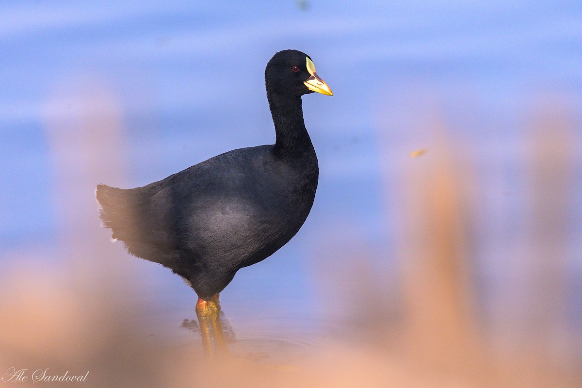 Red-gartered Coot - ML624118839