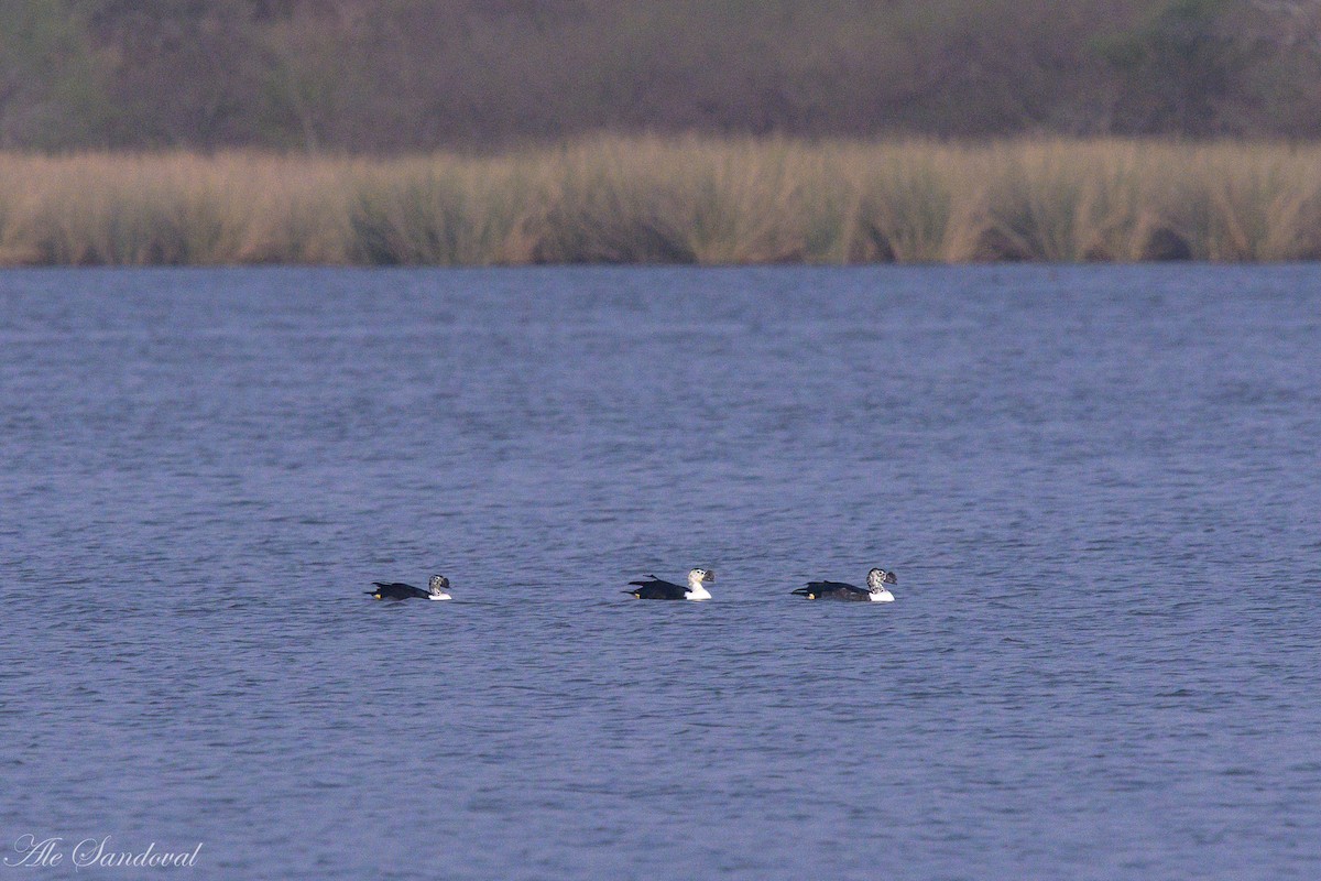 Comb Duck - ML624118844