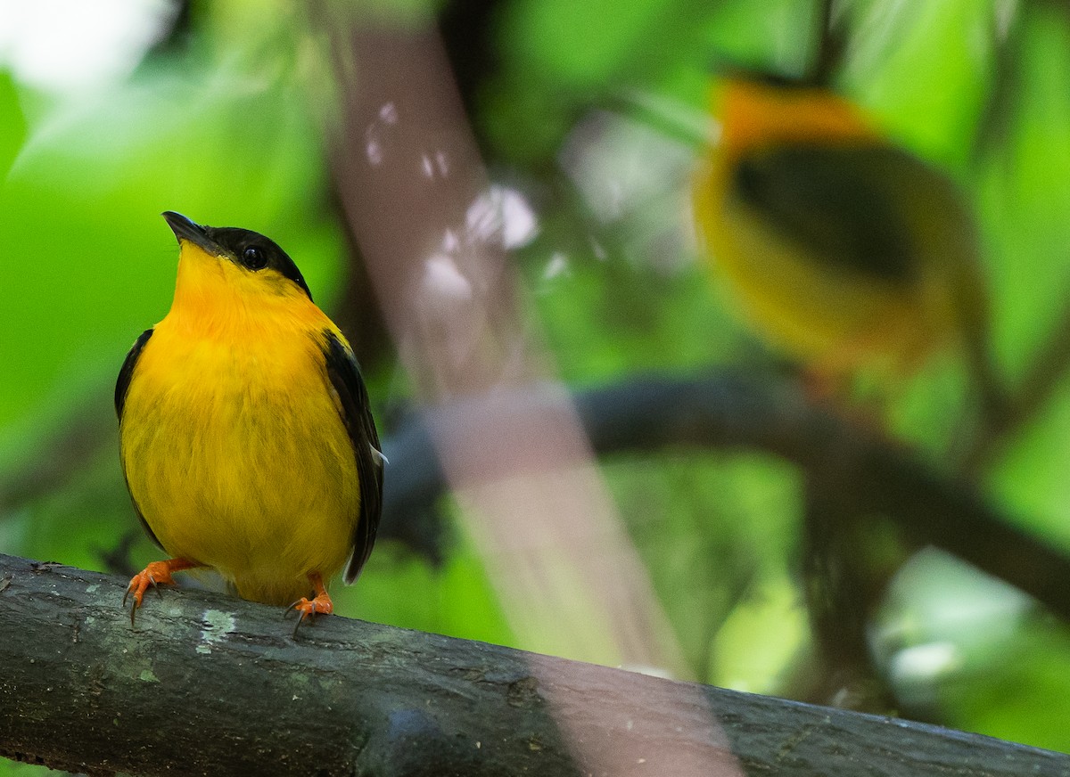 Orange-collared Manakin - ML624118857