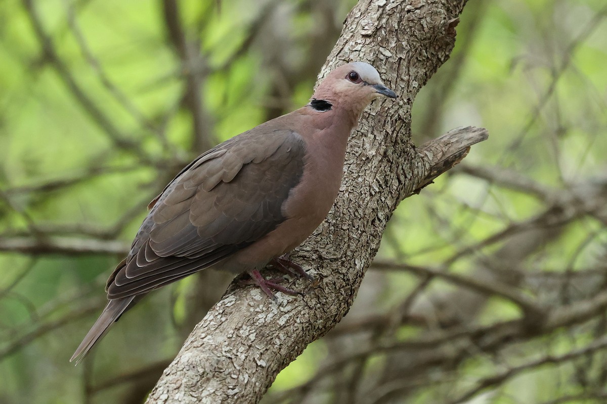 Red-eyed Dove - Daniel Engelbrecht - Birding Ecotours