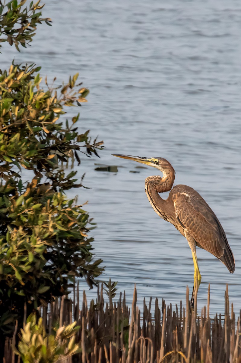 Purple Heron - ML624118887