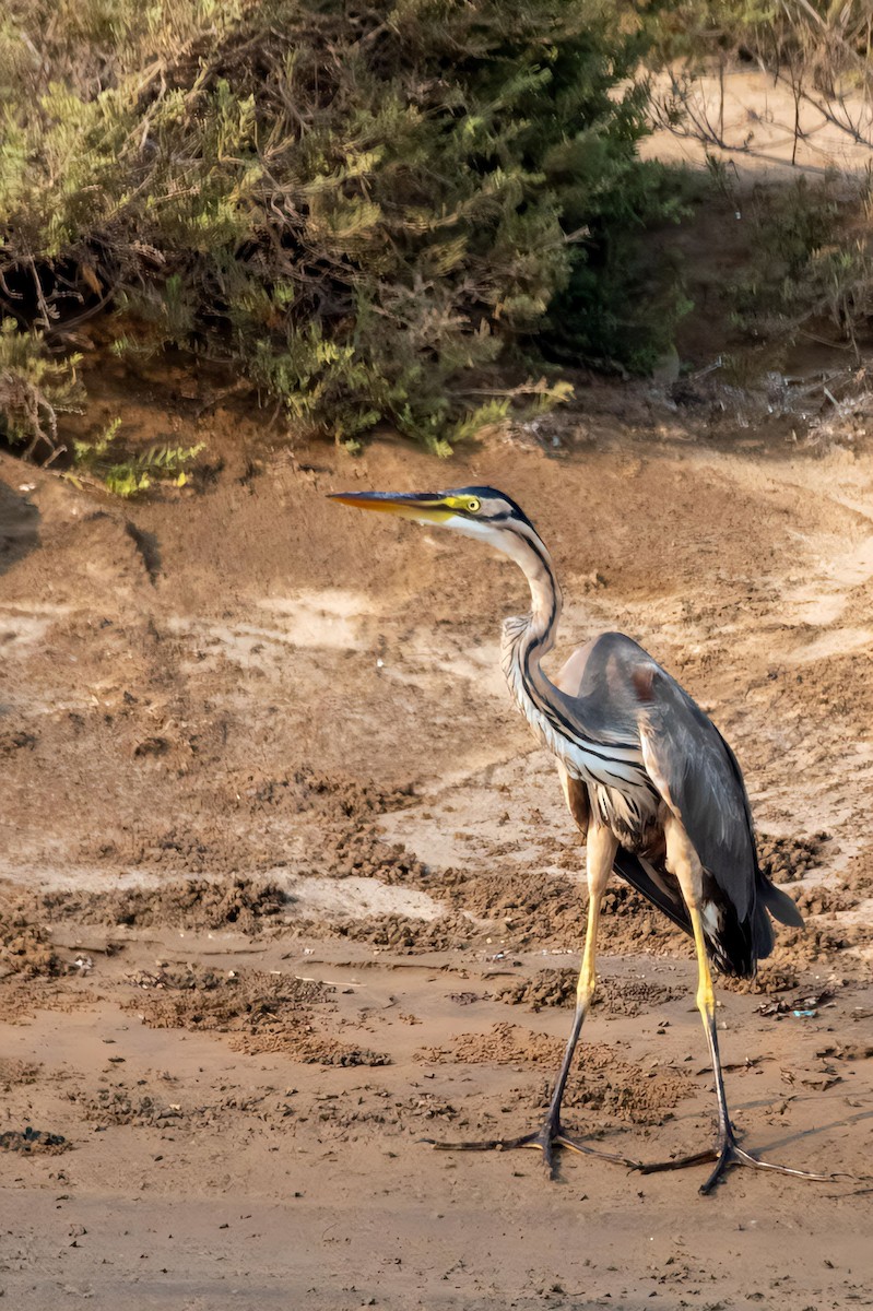 Purple Heron - Muhammad Alhujeli