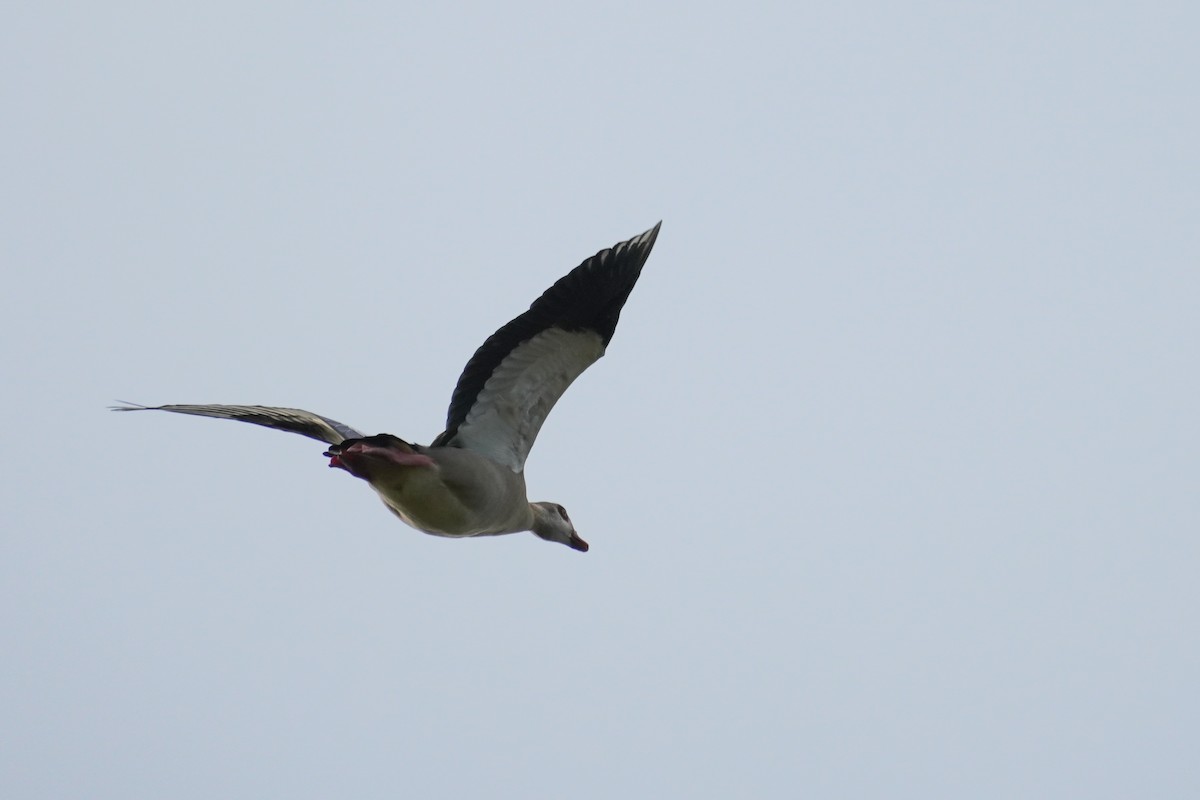 Egyptian Goose - Paul von Dewitz