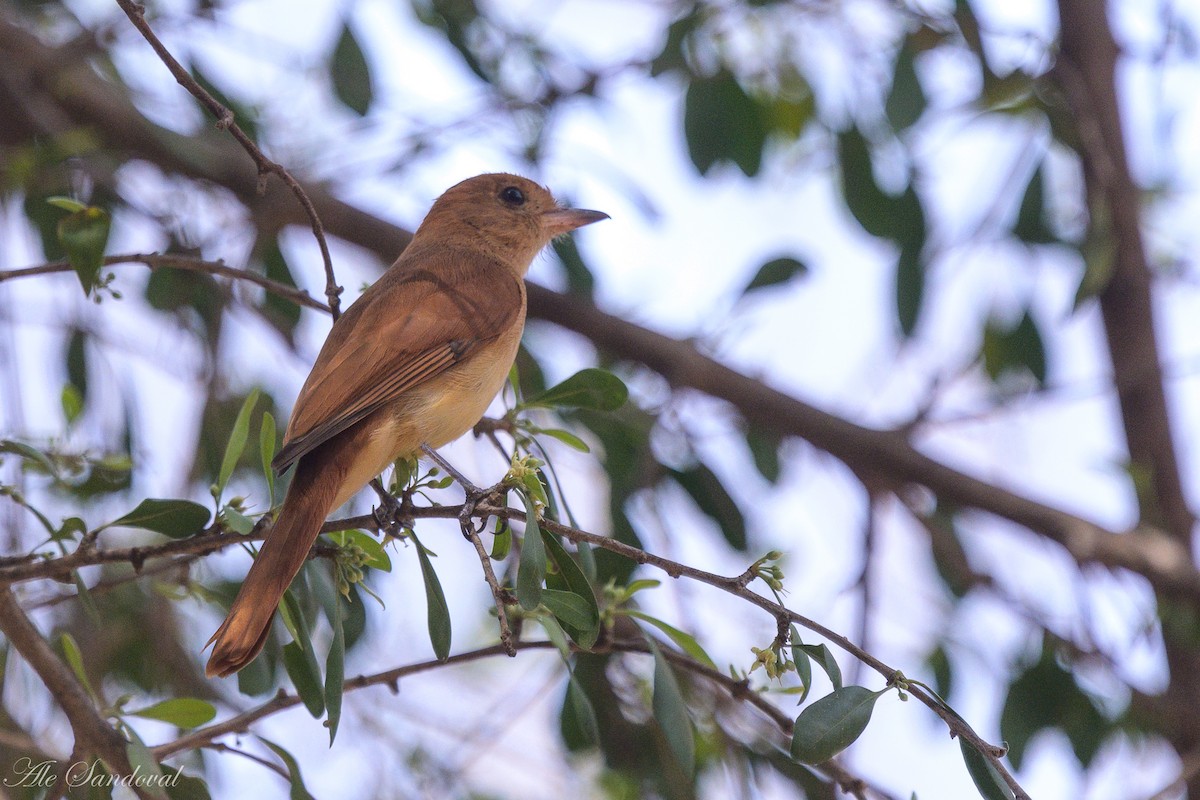 Rufous Casiornis - ML624118907