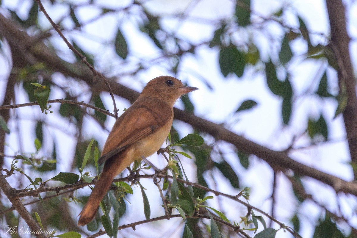 Rufous Casiornis - ML624118908