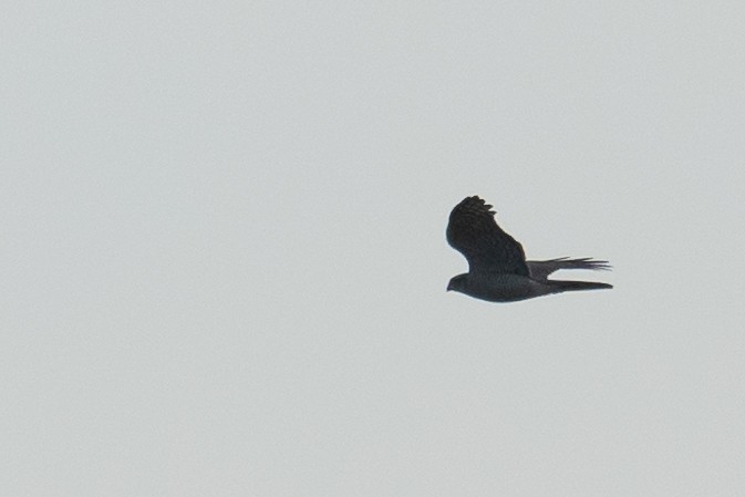 Eurasian Sparrowhawk - Paul von Dewitz