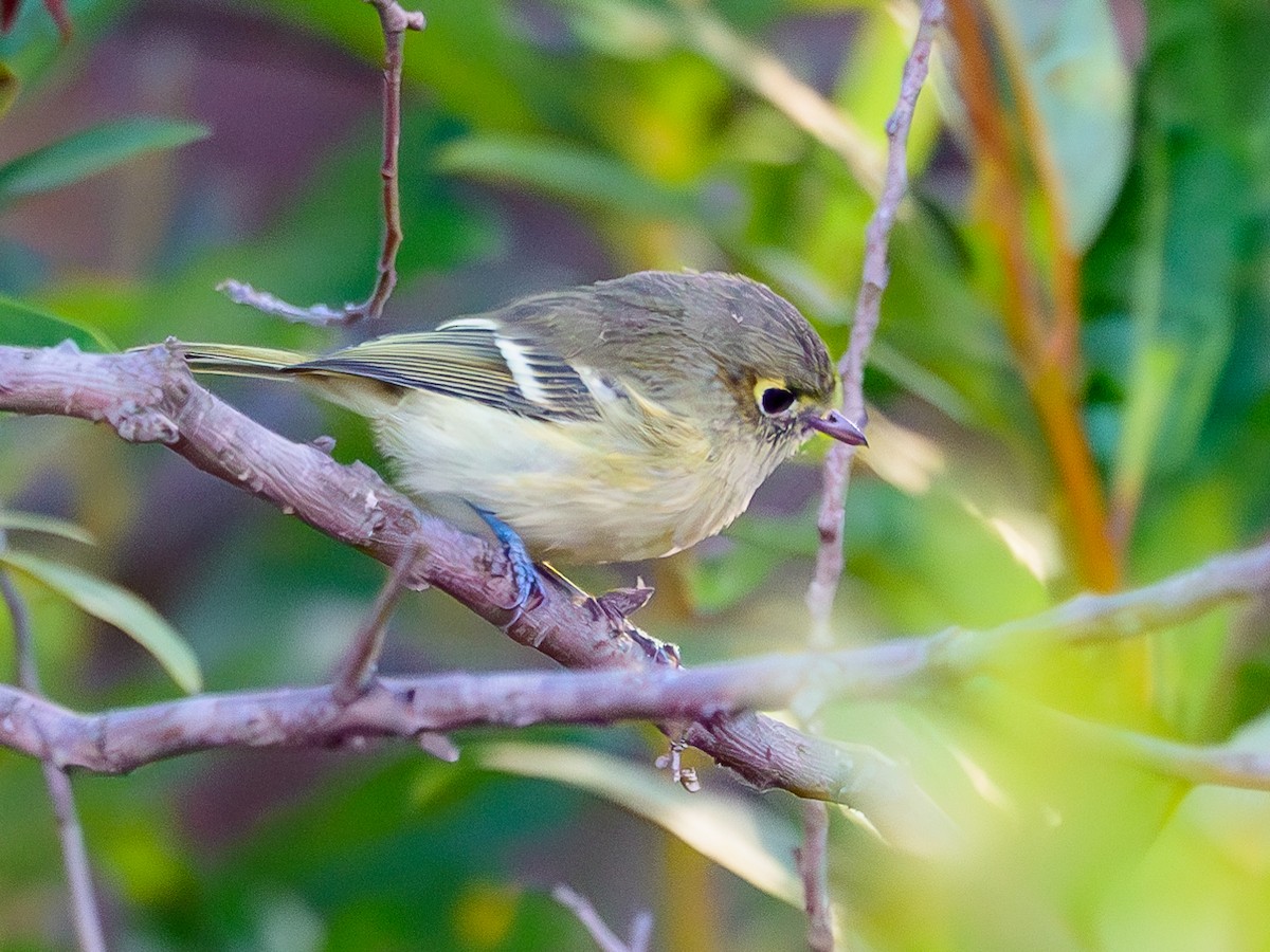 Hutton's Vireo - Dave Dorn