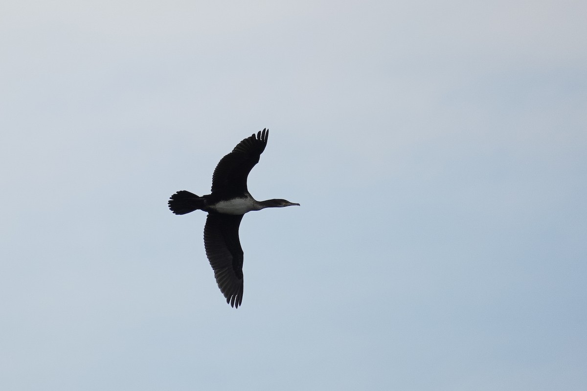 Cormorán Grande - ML624118972