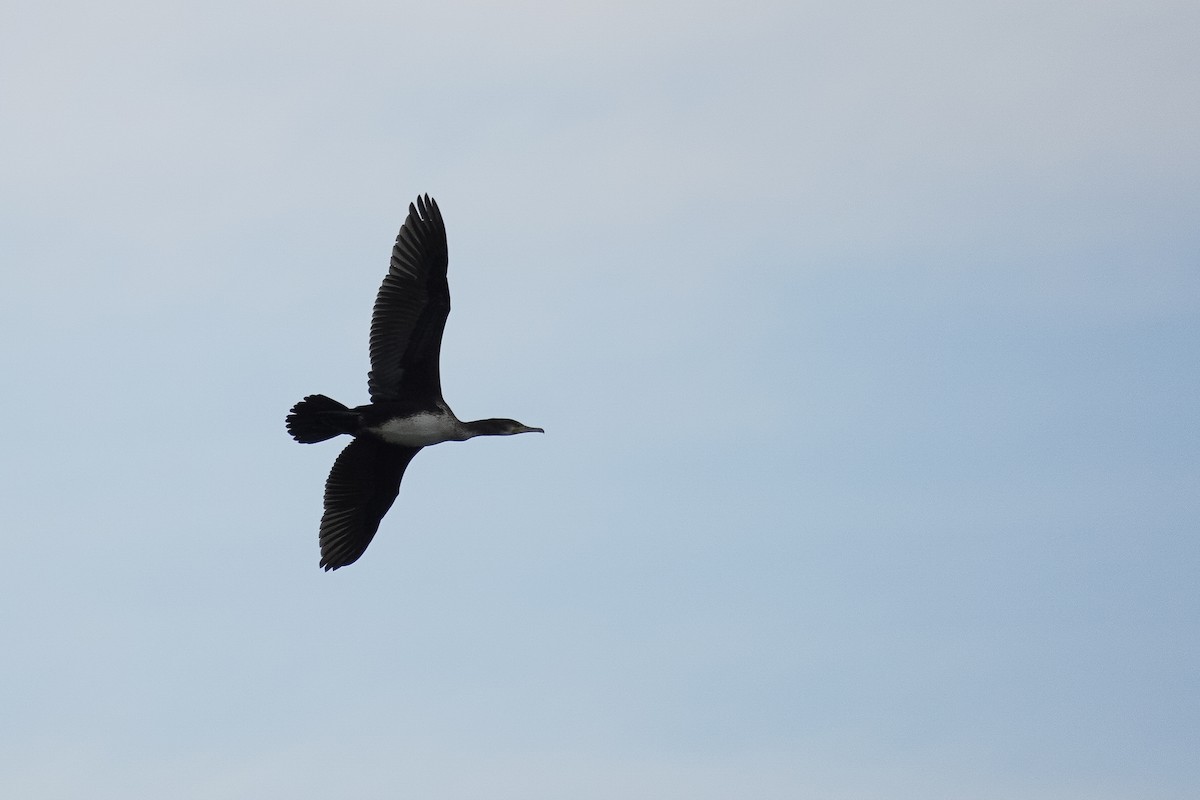 Cormorán Grande - ML624118974