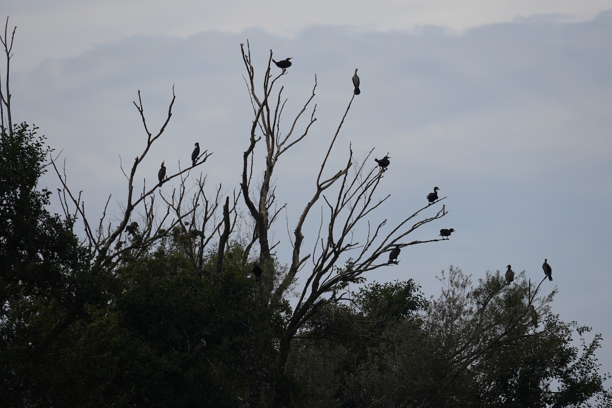 Cormorán Grande - ML624118984