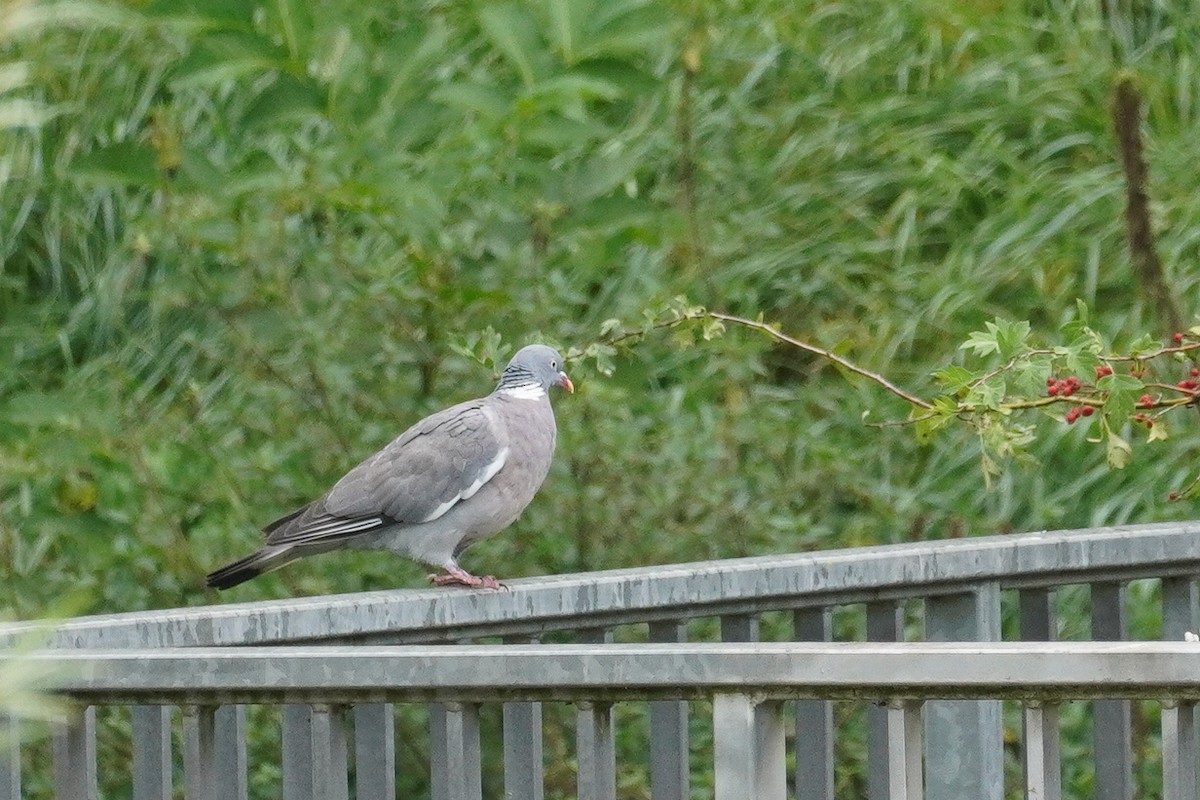 Common Wood-Pigeon - Paul von Dewitz