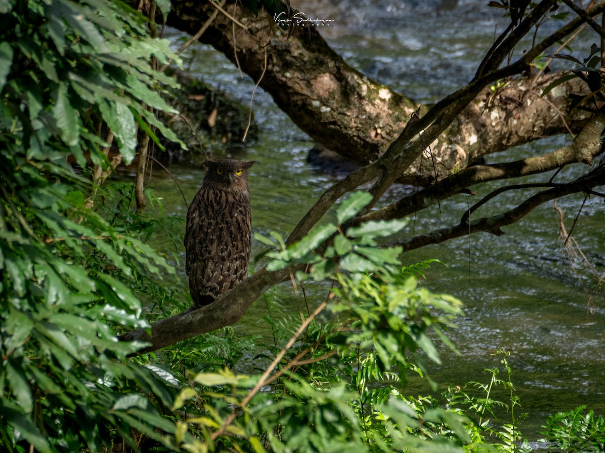 Brown Fish-Owl - ML624118993