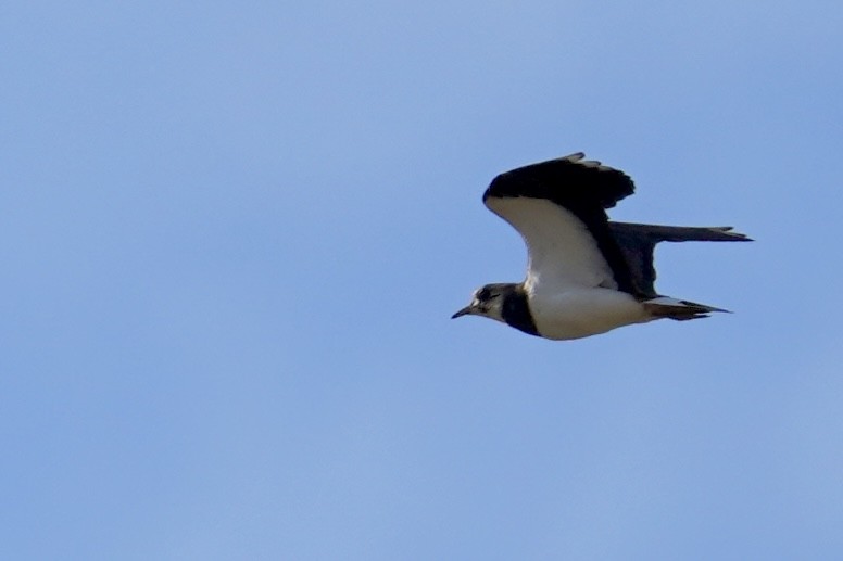 Northern Lapwing - ML624119006