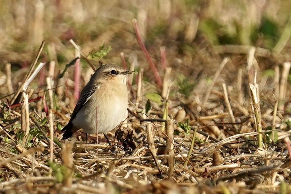 Northern Wheatear - ML624119014
