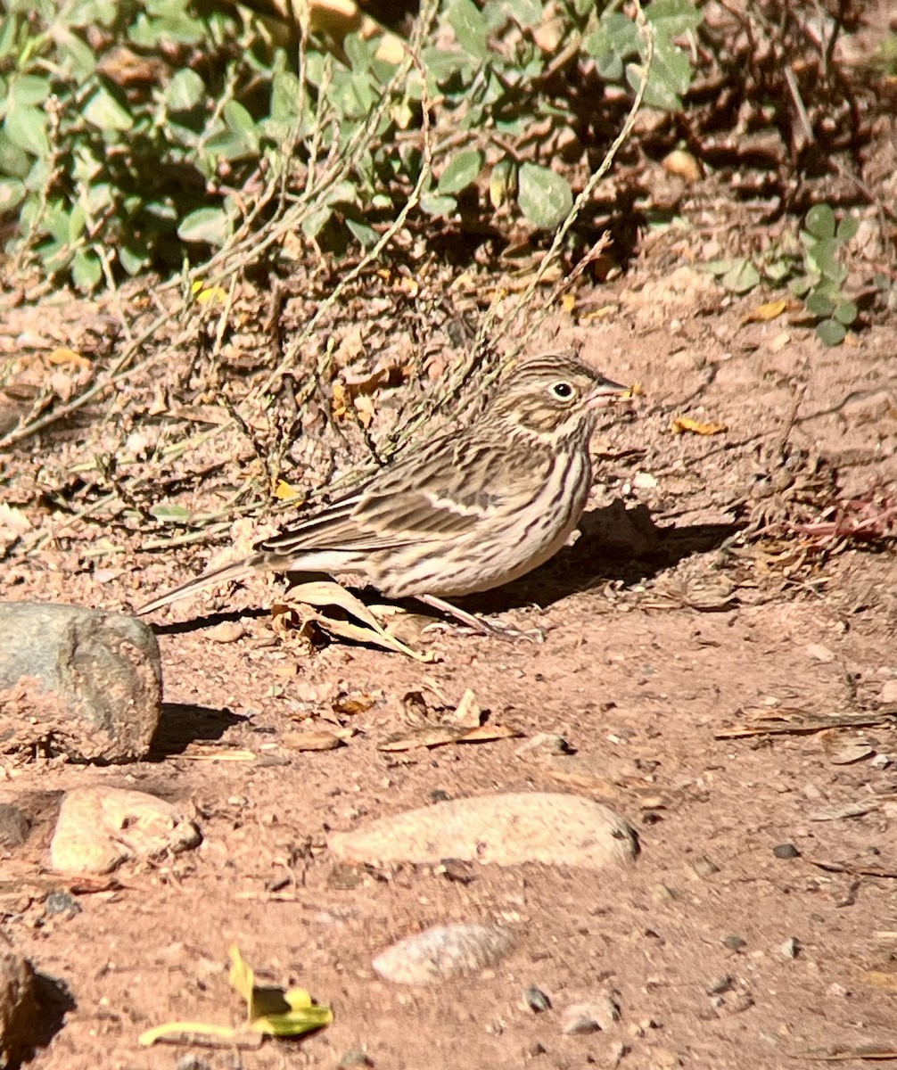 Vesper Sparrow - ML624119038