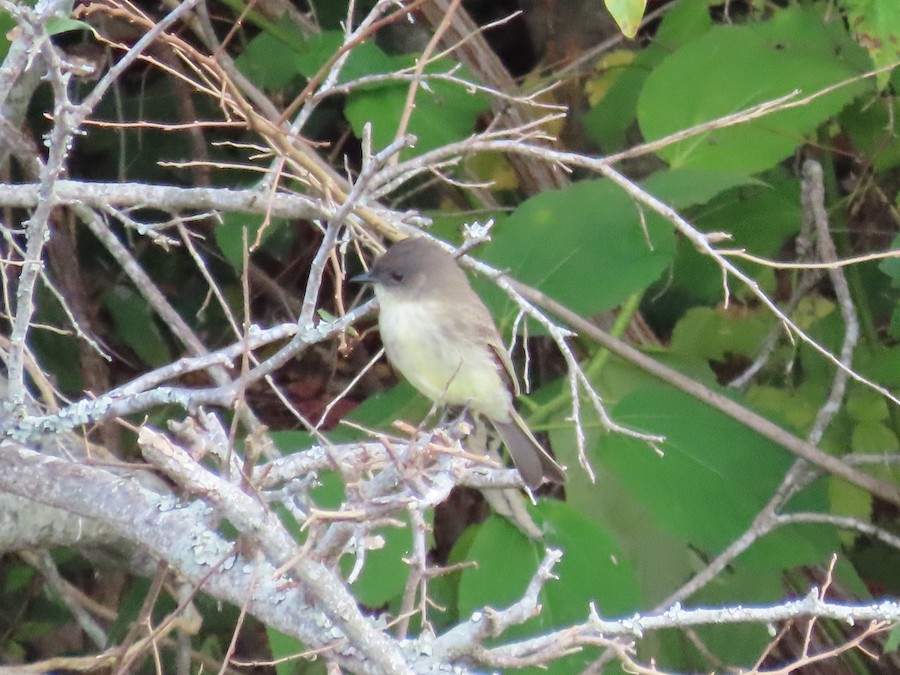 Eastern Phoebe - Ruth Bergstrom