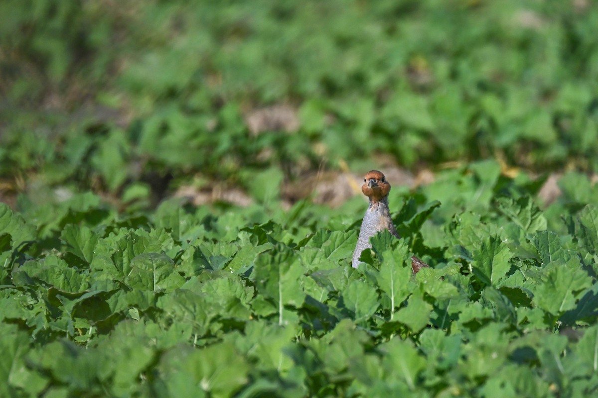 Gray Partridge - ML624119055