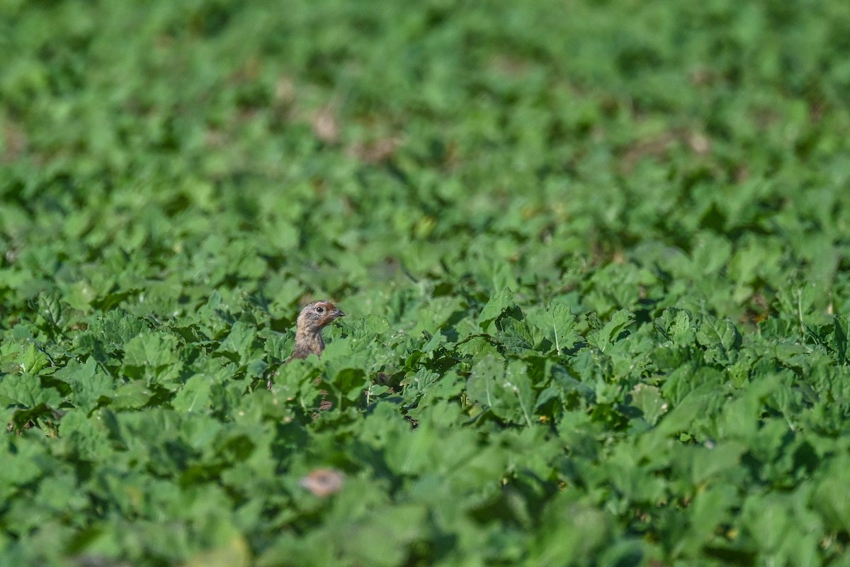 Gray Partridge - ML624119056