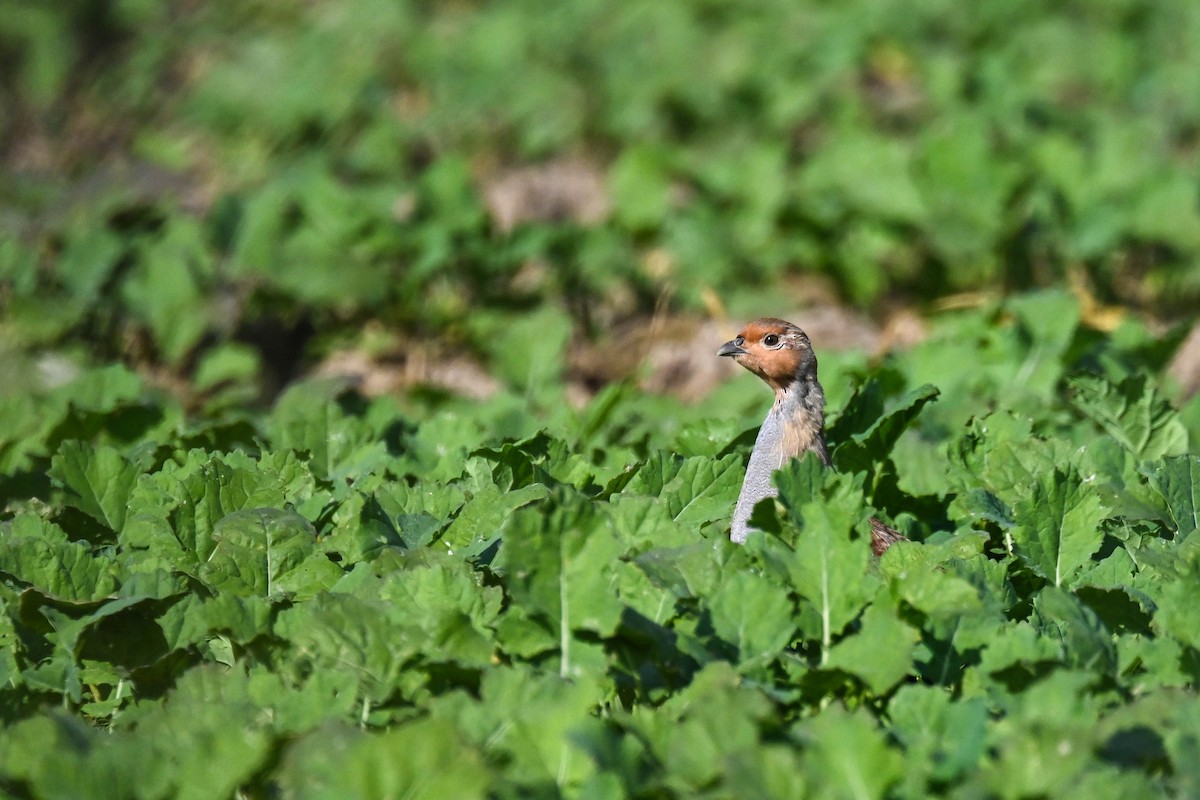 Gray Partridge - ML624119057