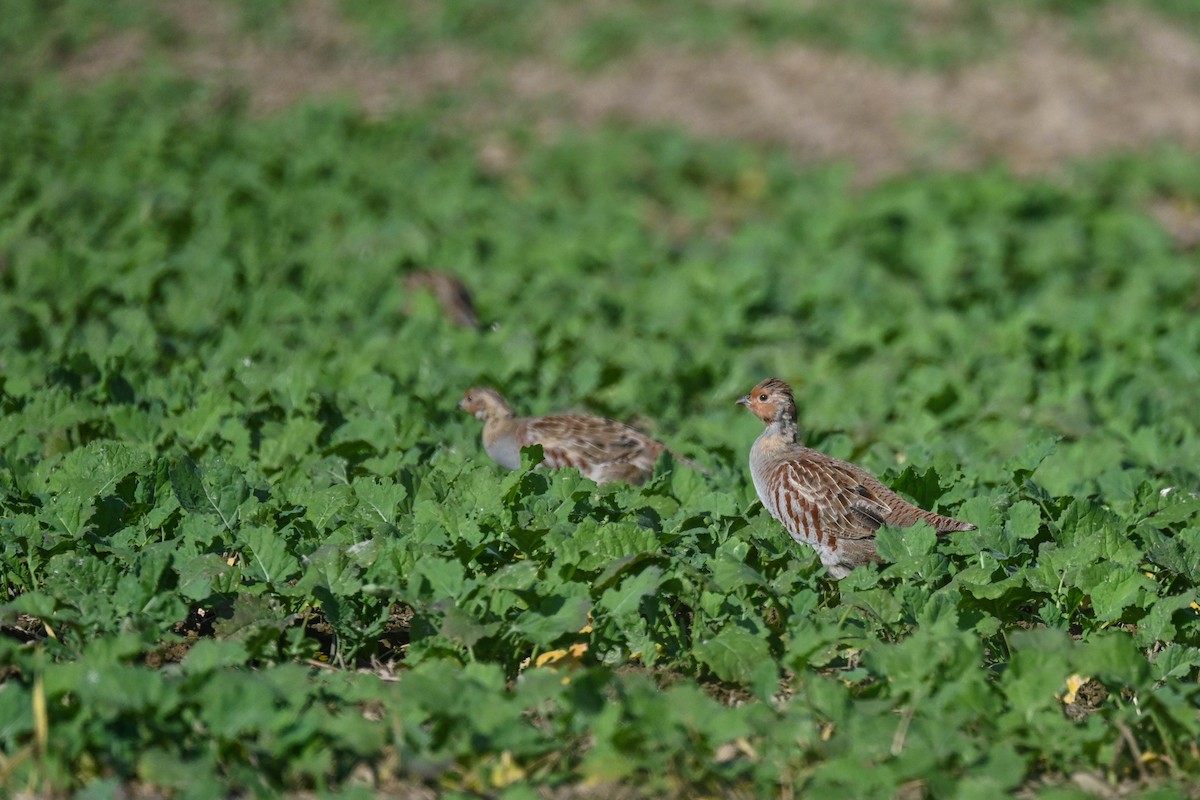 Gray Partridge - ML624119058