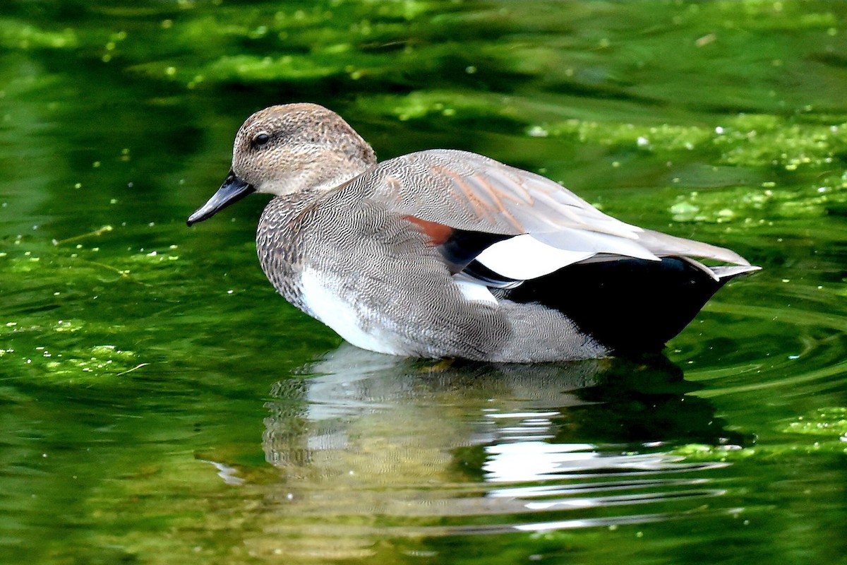 Gadwall - ML624119060