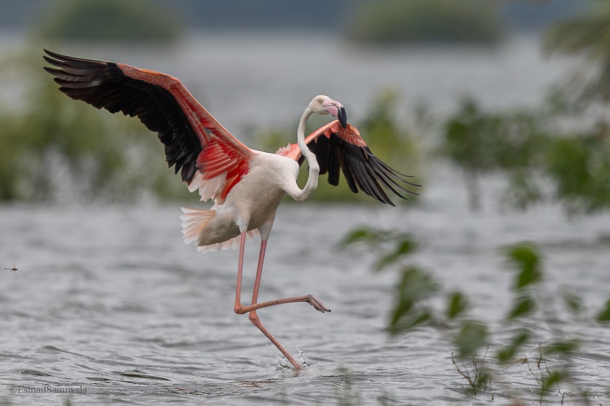 Greater Flamingo - ML624119061