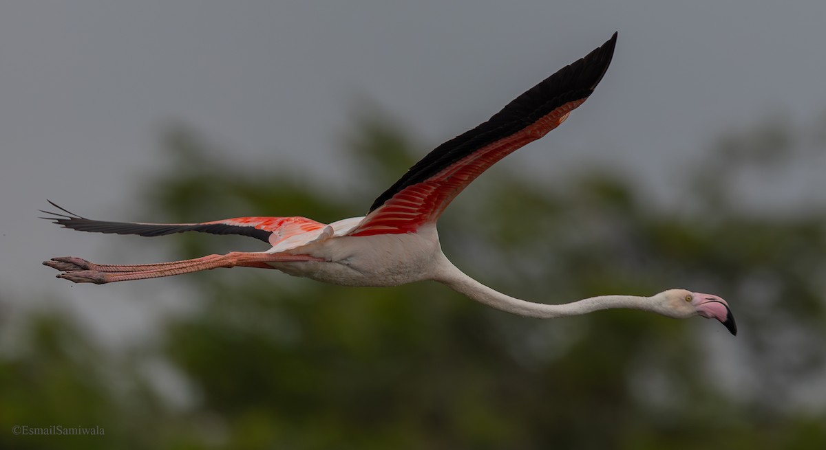 Greater Flamingo - ML624119062