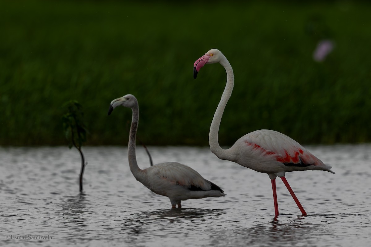 Greater Flamingo - ML624119063