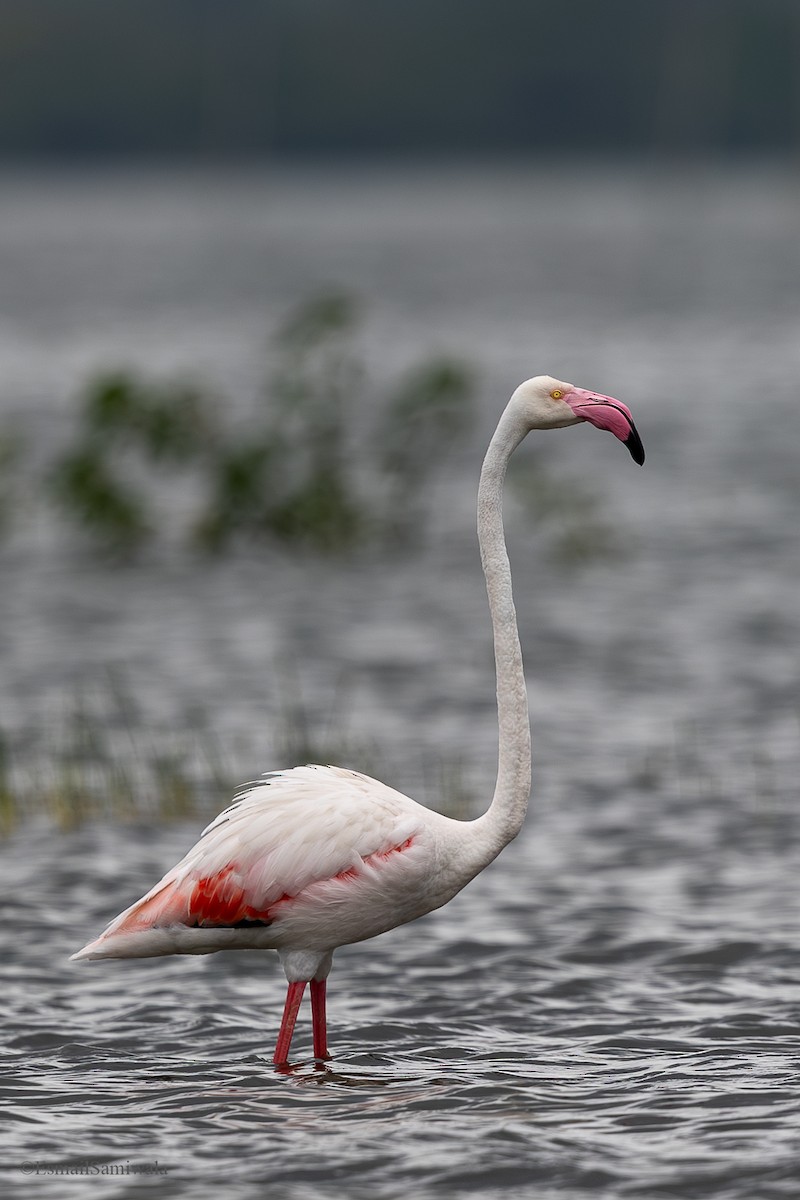 Greater Flamingo - ML624119064