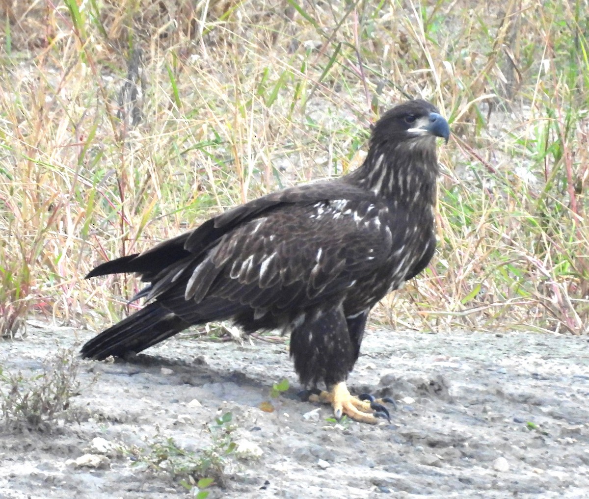 Bald Eagle - ML624119081