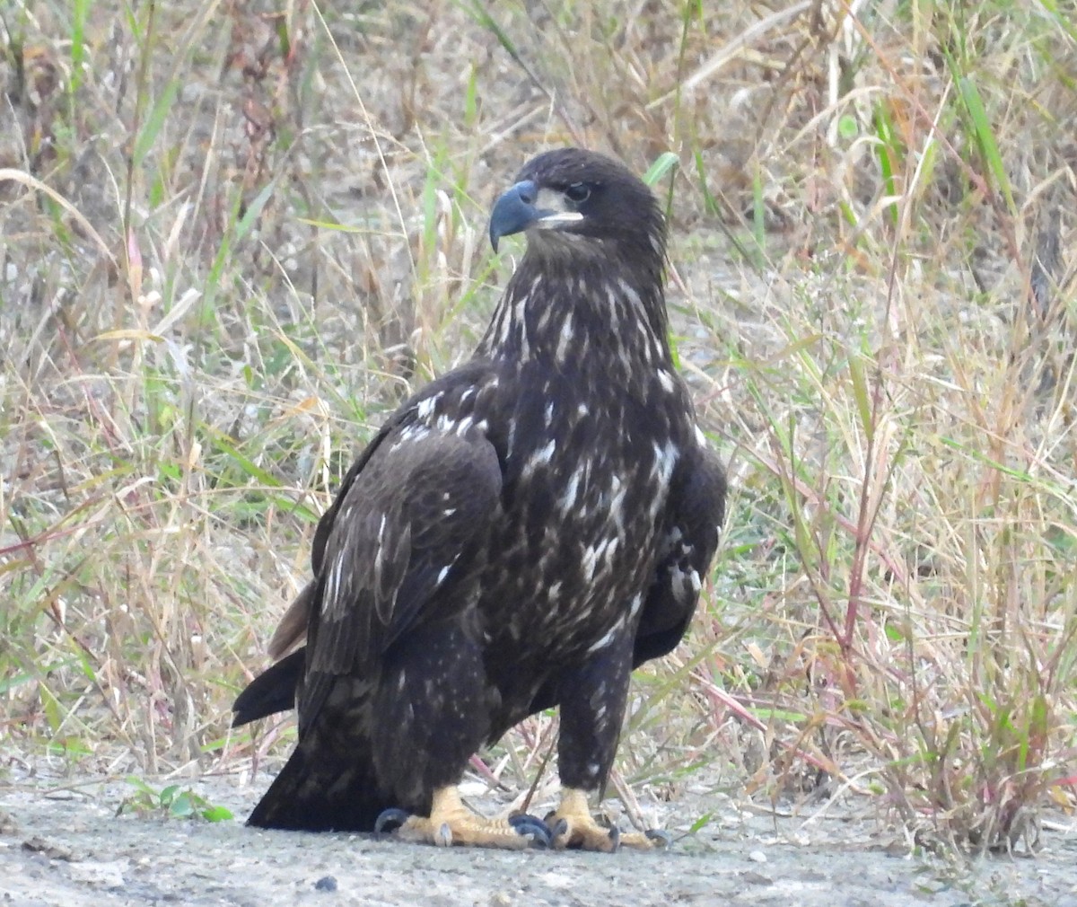 Bald Eagle - ML624119082