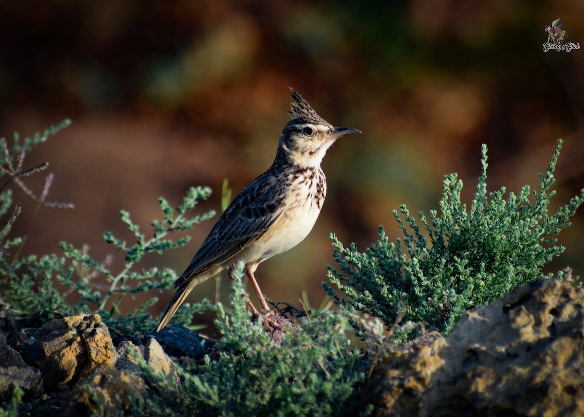 Crested Lark - Chirag Parmar