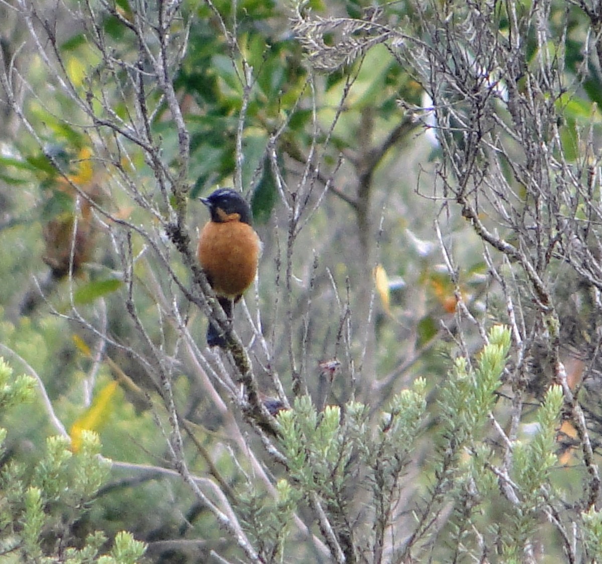 Black-throated Flowerpiercer - ML624119117