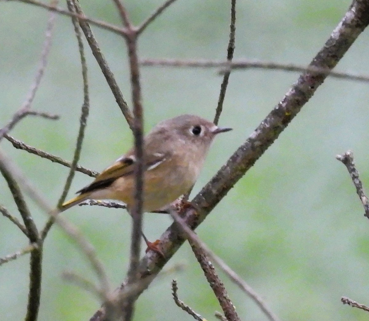 Ruby-crowned Kinglet - ML624119118