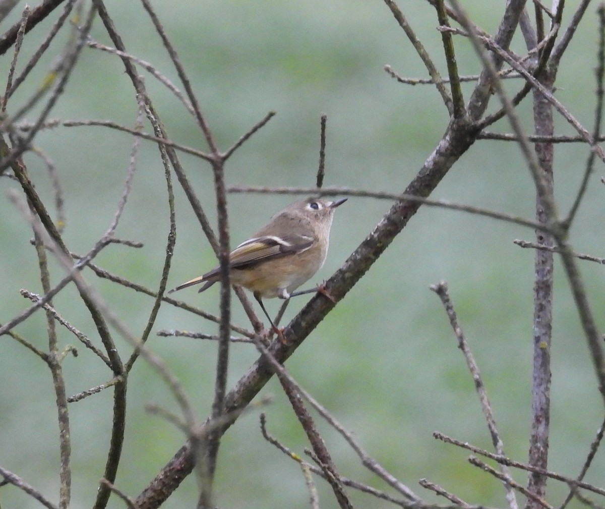 Ruby-crowned Kinglet - ML624119119