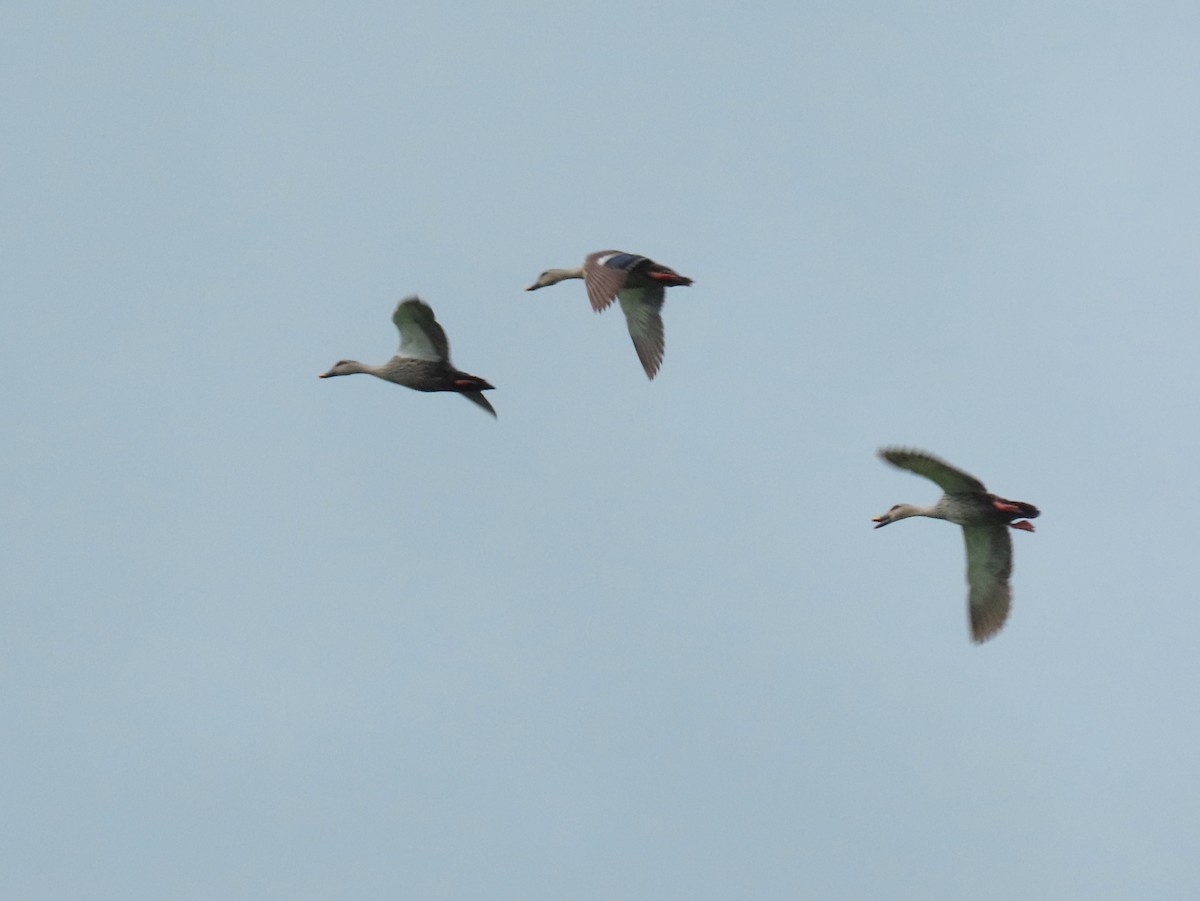 Indian Spot-billed Duck - ML624119144