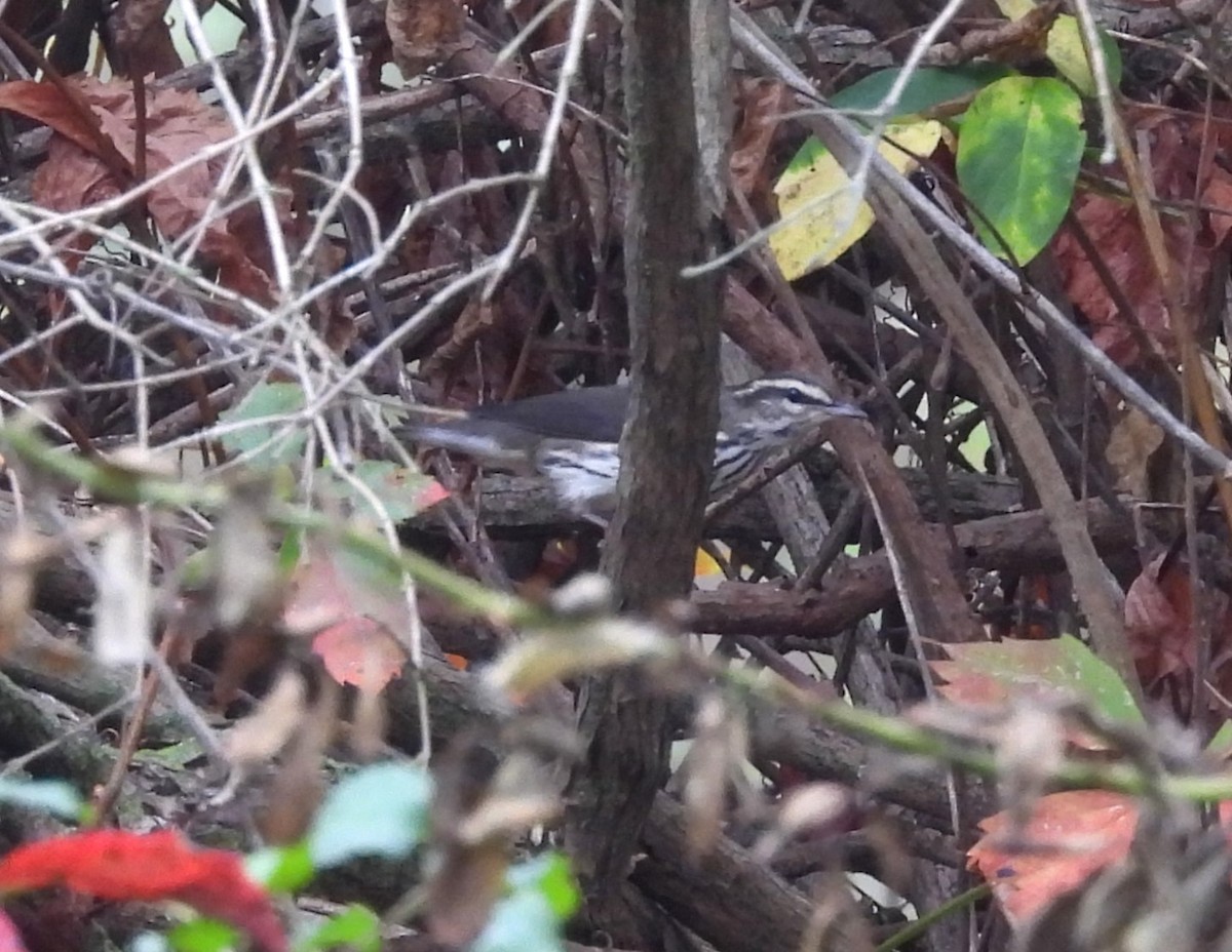 Northern Waterthrush - ML624119161