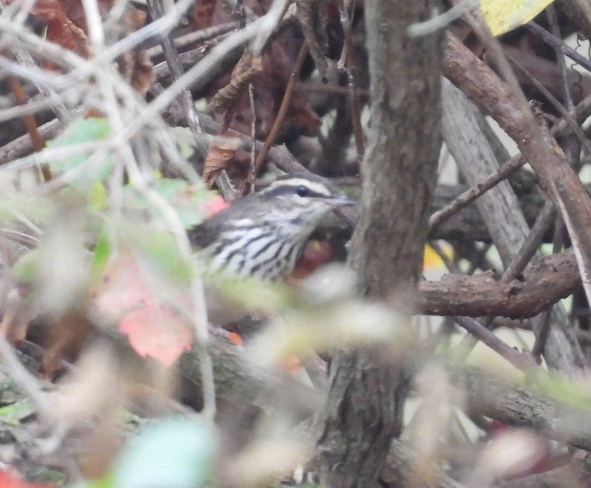 Northern Waterthrush - ML624119162