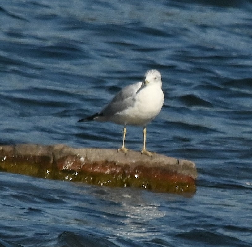 Ring-billed Gull - ML624119168