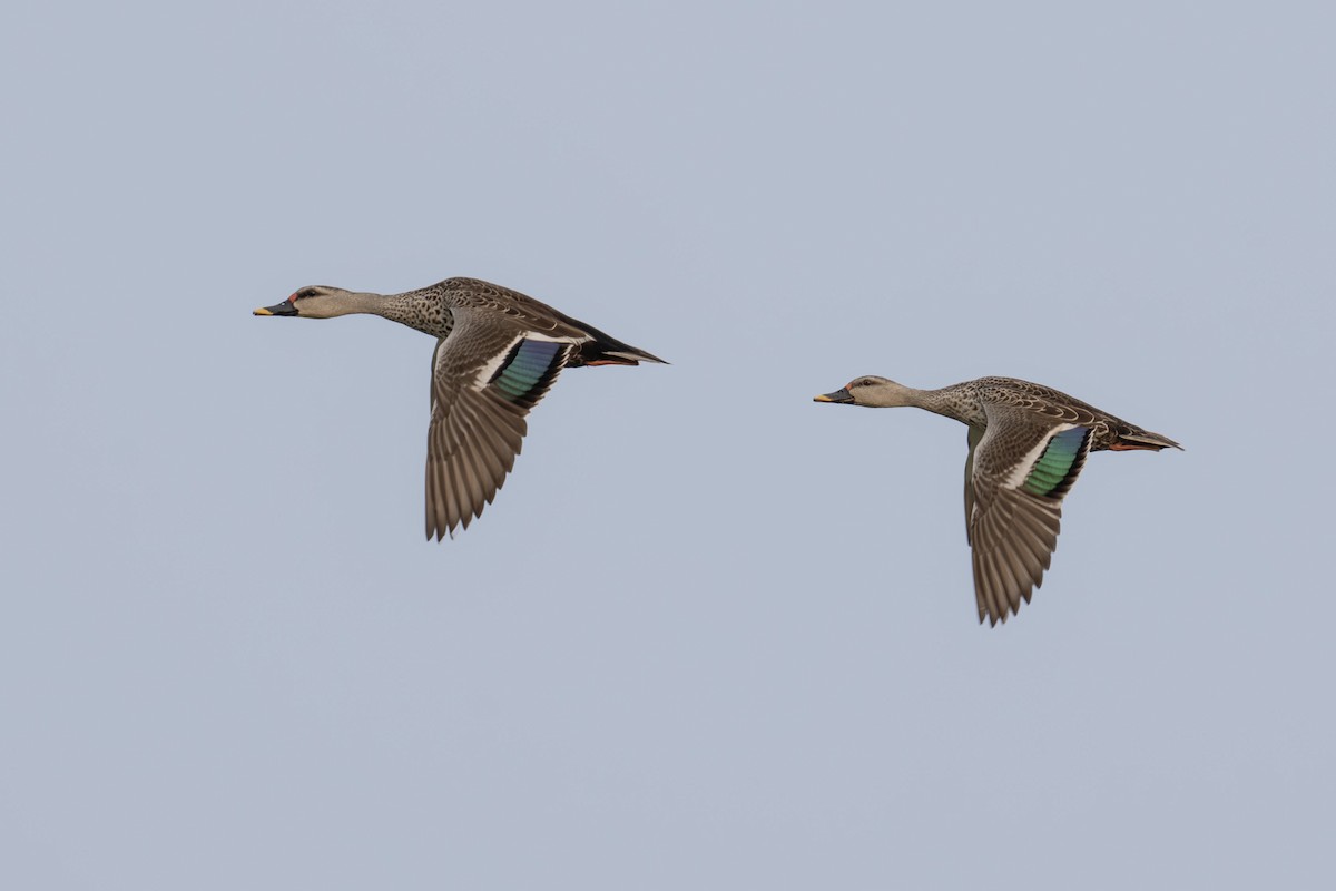 Indian Spot-billed Duck - ML624119172